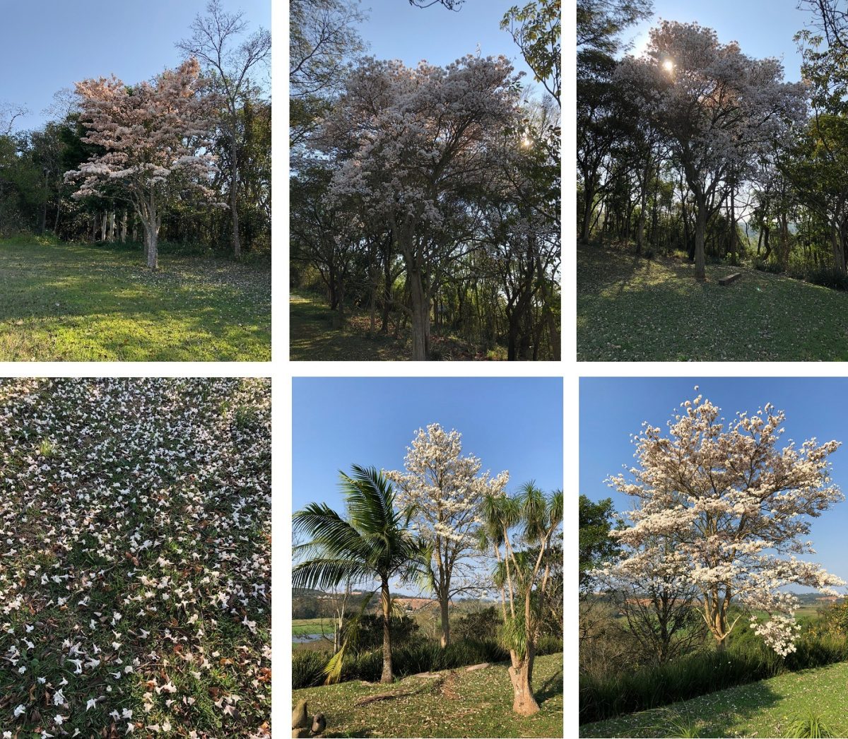 Ipês brancos do Sítio Pau-Brasil