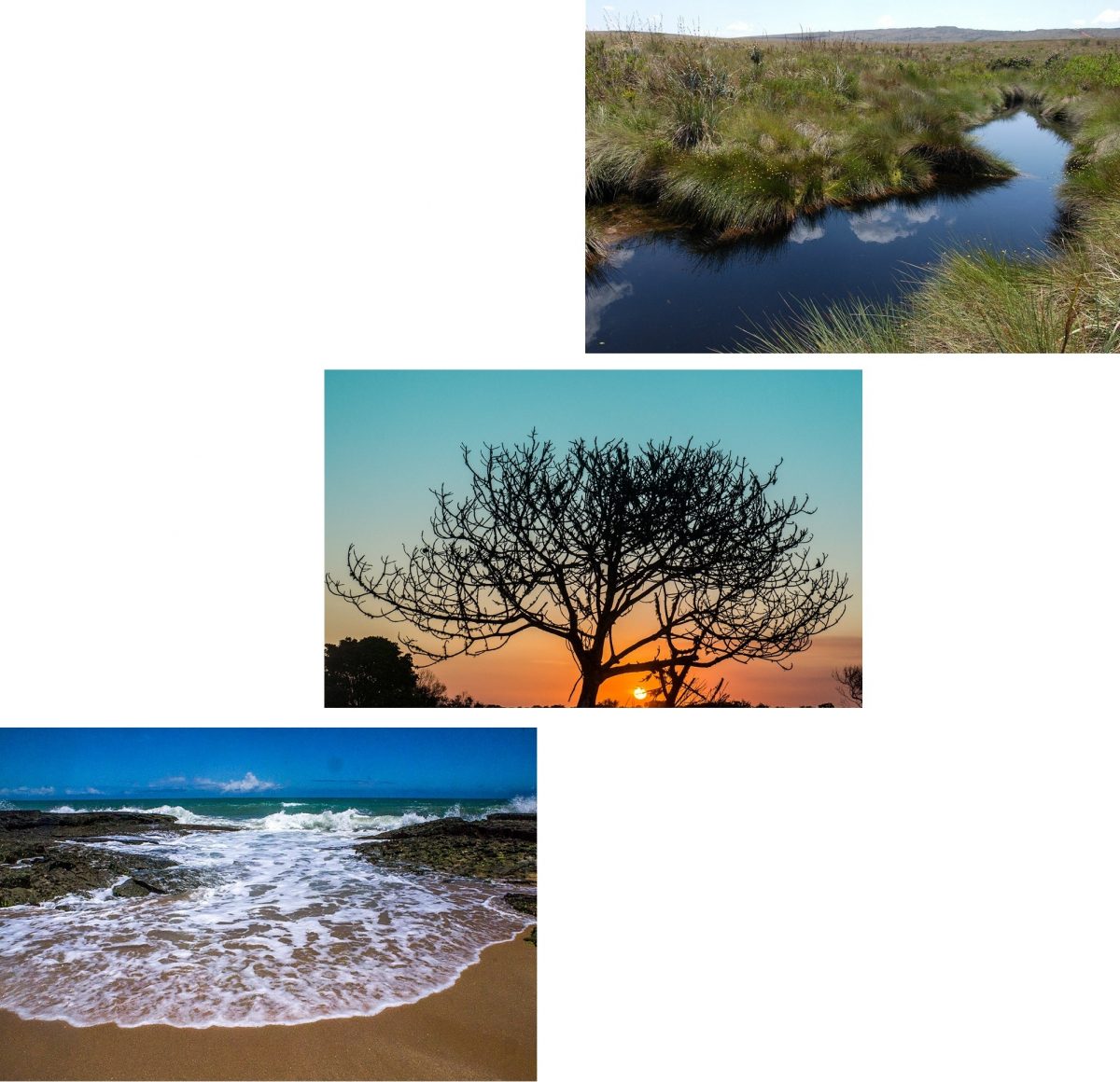 Denise Meirelles: Serras, rios e cachoeiras, Árvores e Praias