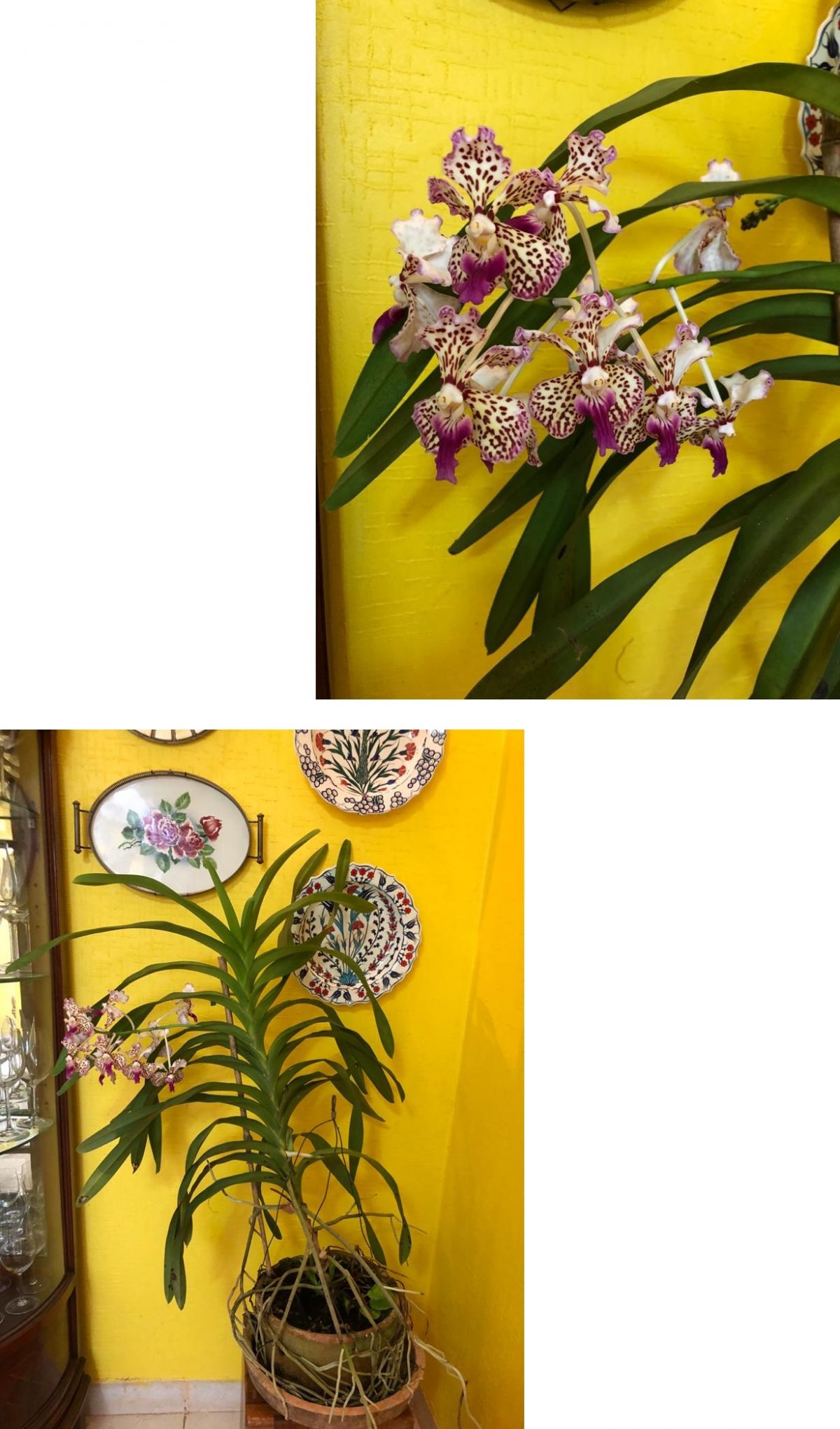 Boa noite: Flores do sítio de Ibiúna