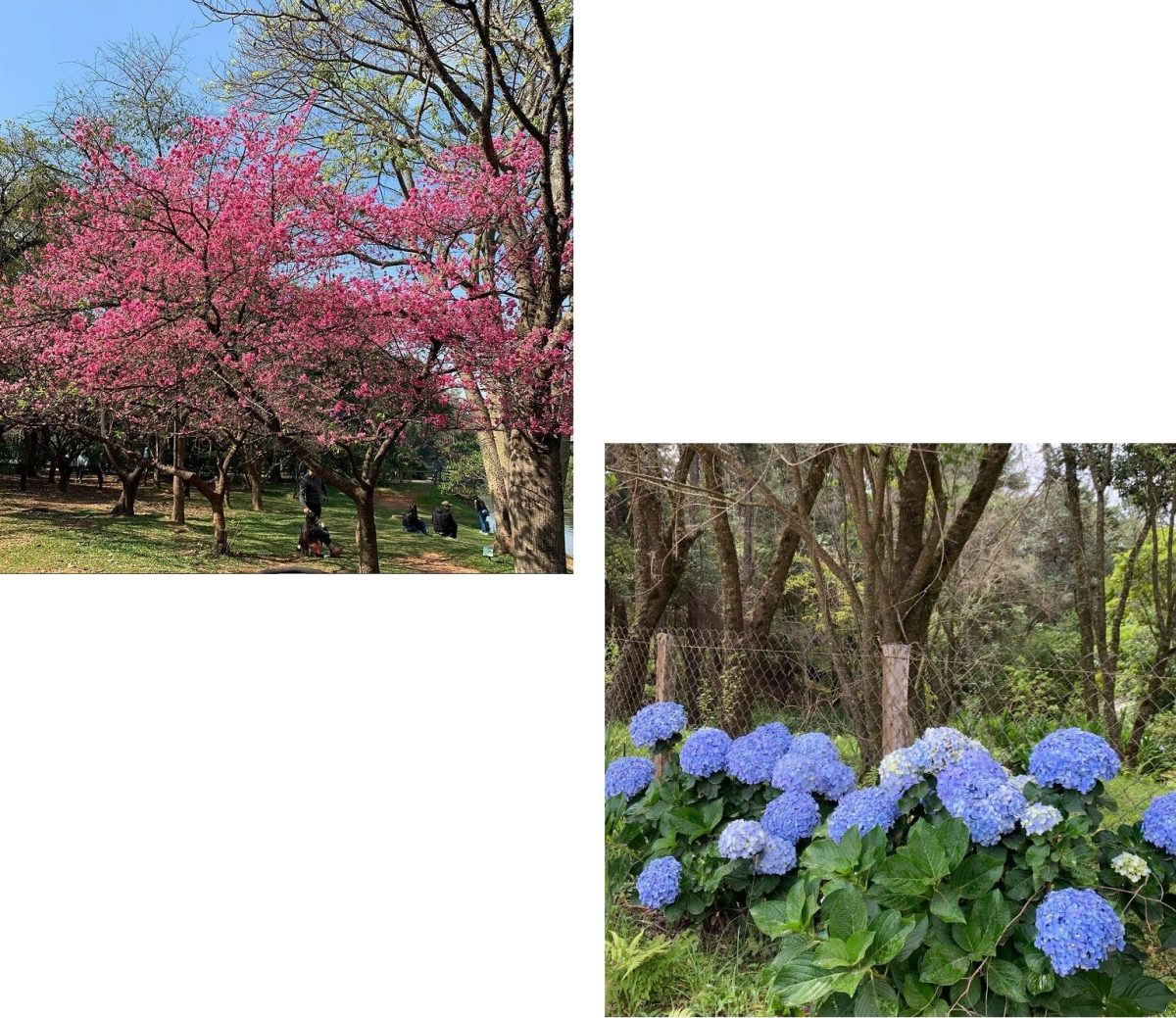 Fernanda Fonseca: Natureza em rosa e azul
