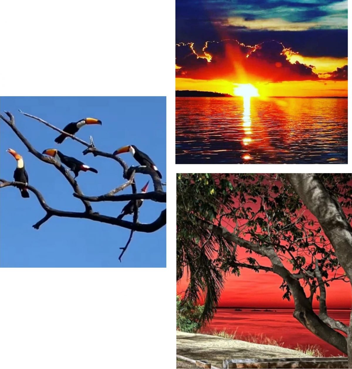 Primavera em Presidente Epitácio: Vale a visita!