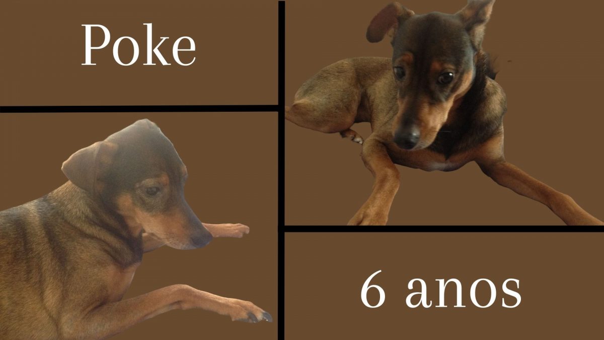 Hoje a Poke faz auauniversário: 6 anos! Viva!