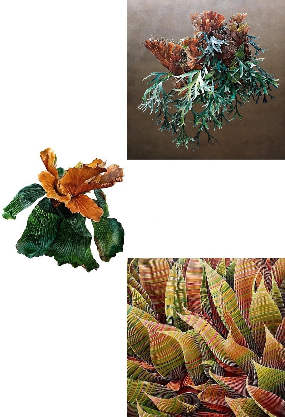 Carlo Batistella Art: Platycerium X (P. bifurcatum), Platycerium XVIII e Agave II