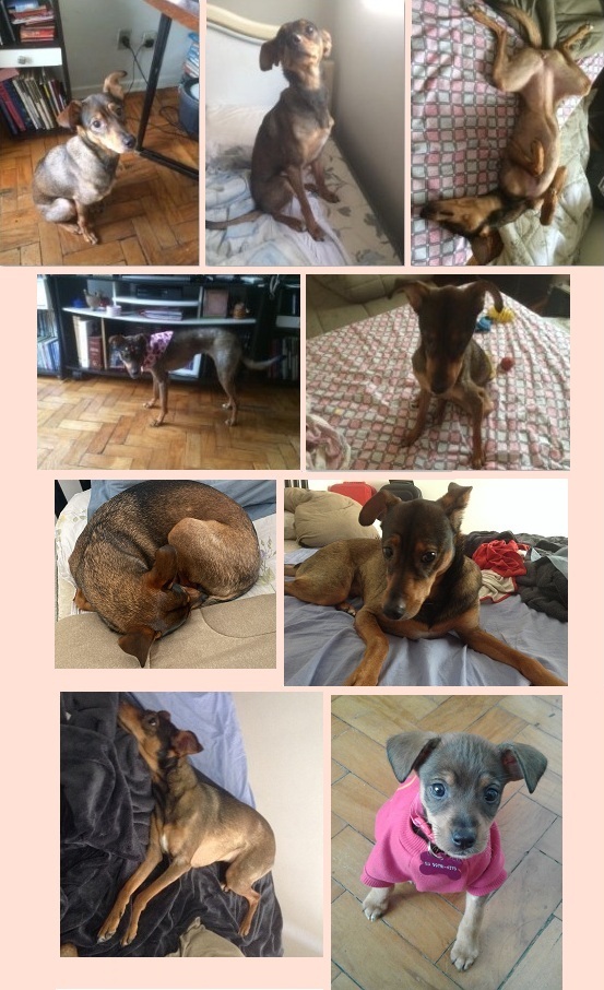 Para “auau”  béns Poke!